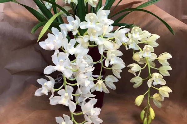 Орхидея каскадна- цимбидиум -78лв. 238