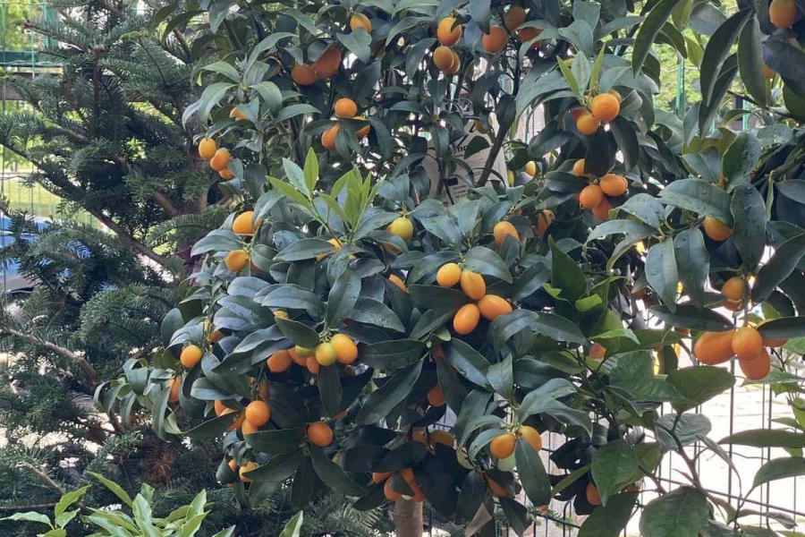 Кум Куат 2м височина
